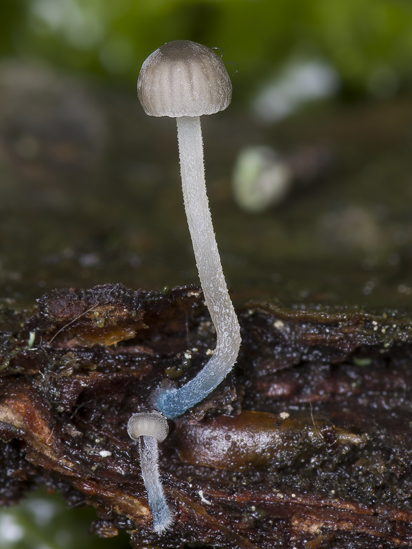 Mycena cyanorhiza